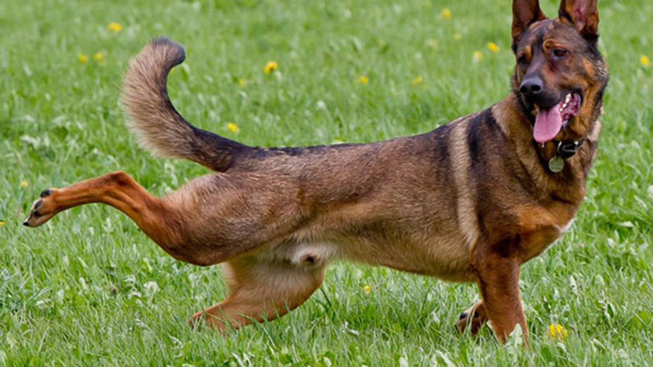 The fascinating reason dogs drag their feet along the ground after pooping