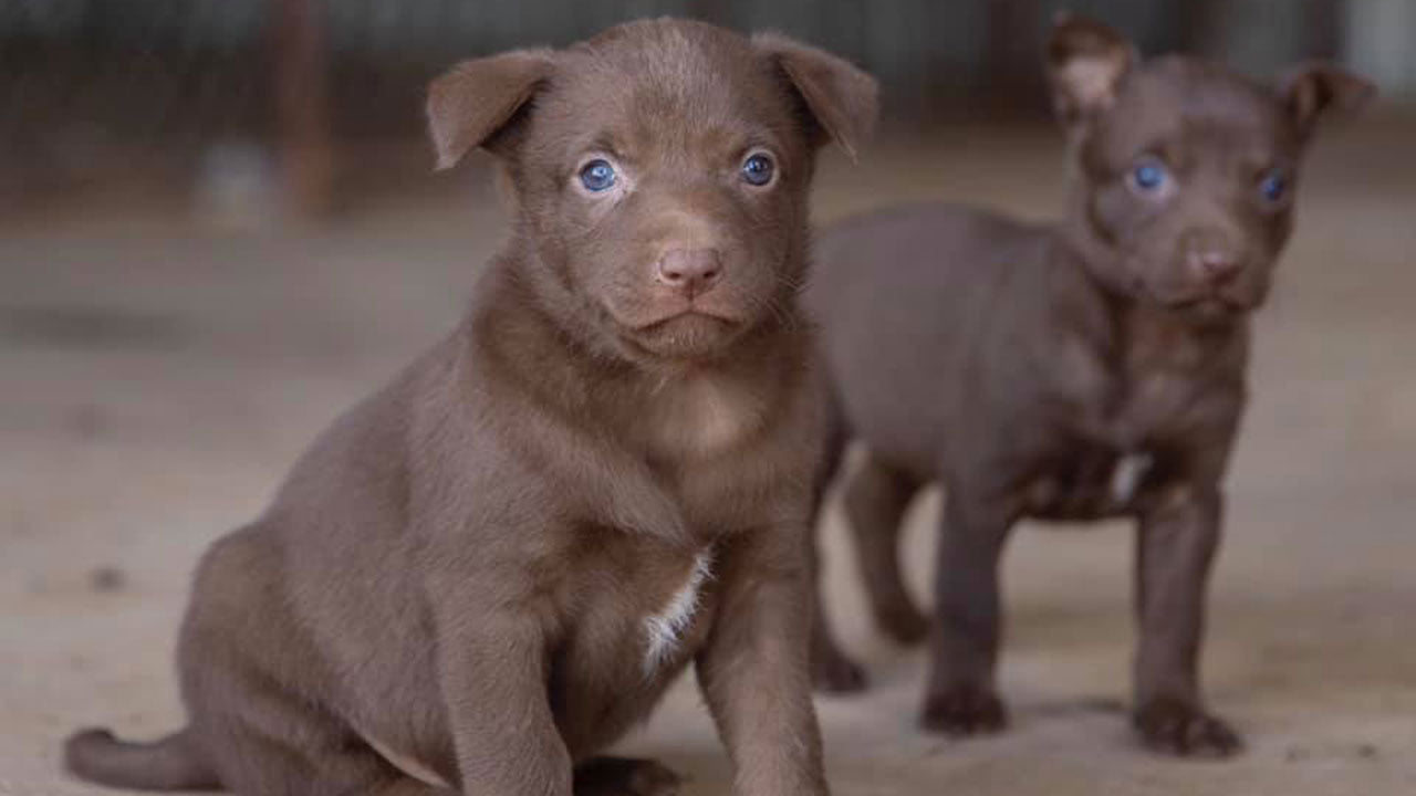 How to prevent your dog from being baited