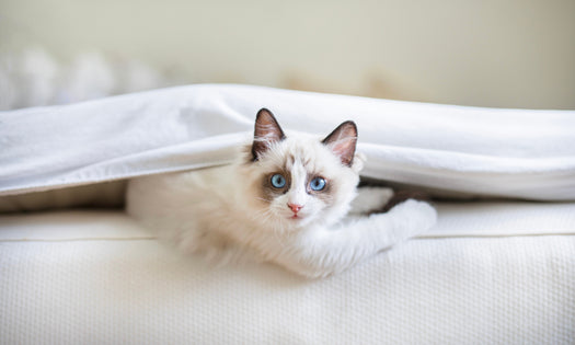 Why changing the sheets is a cat...astrophe!