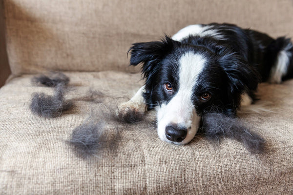 The hairy reason pets are shedding so much right now