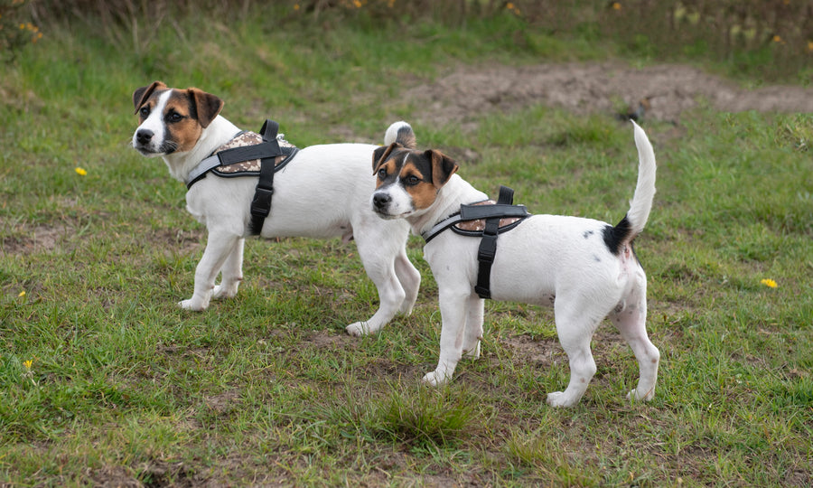 Why chilled dogs lose their mind once someone goes on a lead!