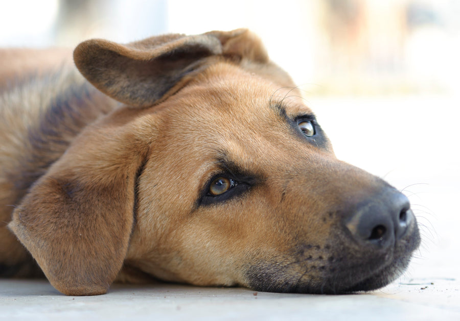 Dog laying on grass