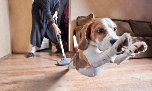 Why pets think the vacuum cleaner is the devil