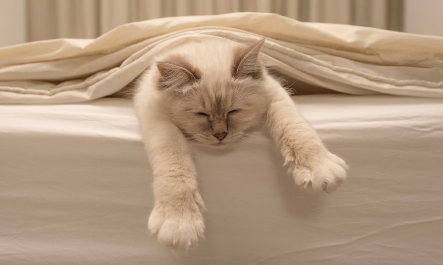 How to handle that 'sleepus interruptus'
