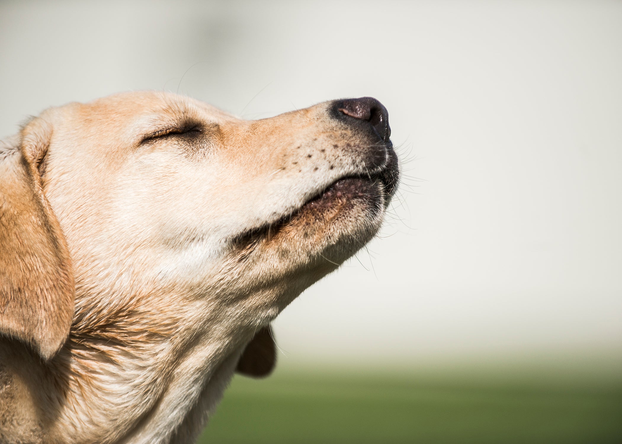 Can dogs really detect cancer?