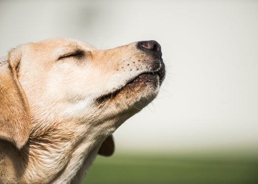 Can dogs really detect cancer?