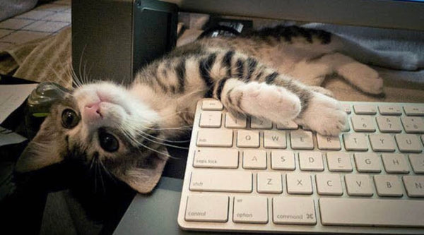 The surprising reason cats walk on keyboards