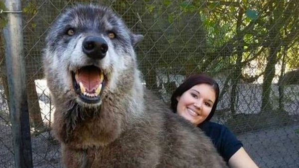 This giant wolf-dog will warm your heart