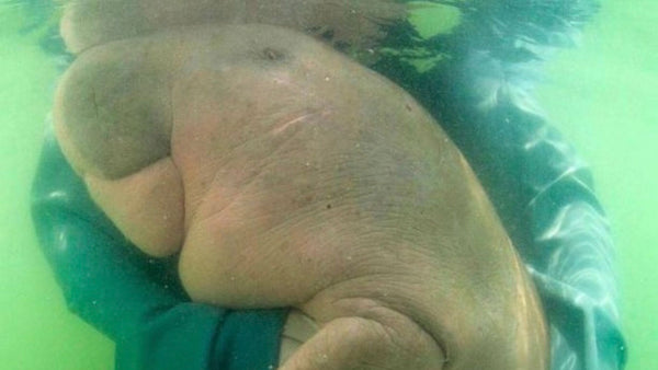 This abandoned dugong calf wants a hug right now