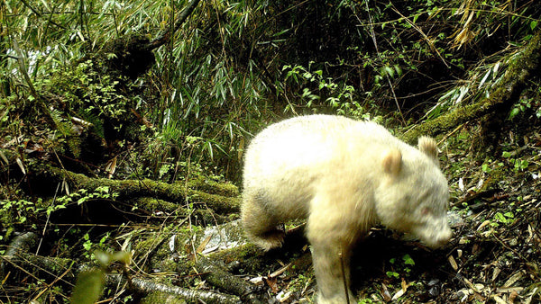 Breaking! The world’s first albino panda has been discovered.