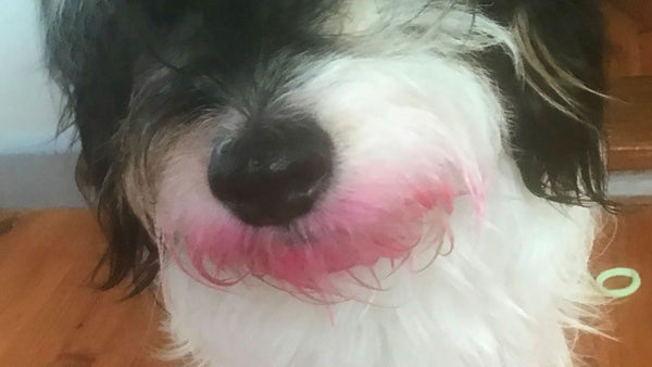 This dog fetched a new kind of stick - the lipstick!