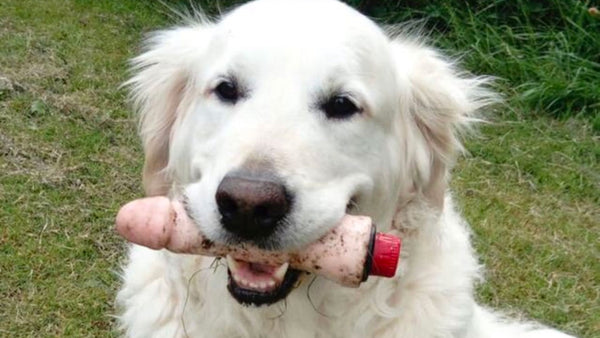 This dog found a toy that wasn’t exactly for dogs