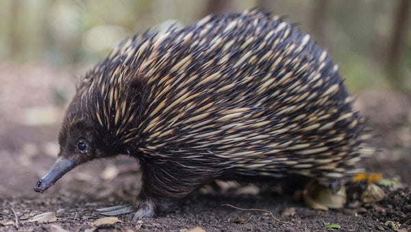 This echidna is allergic to the strangest thing