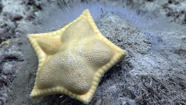 The ravioli starfish is real. And no. It’s not edible...