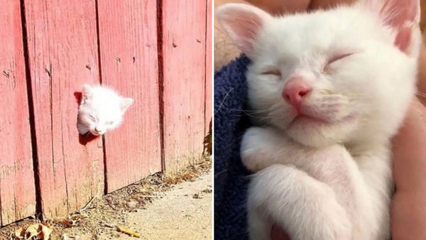 This little kitten really took one for the team