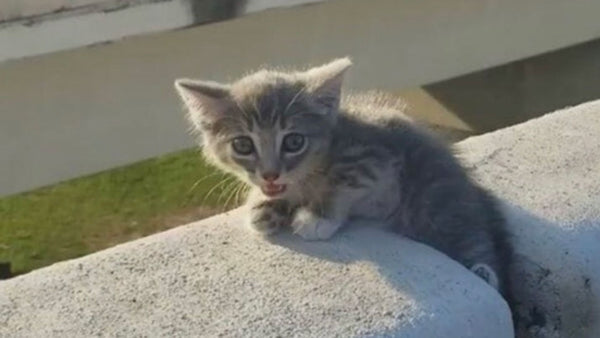 This tiny stray kitten turned a bad day into her best life