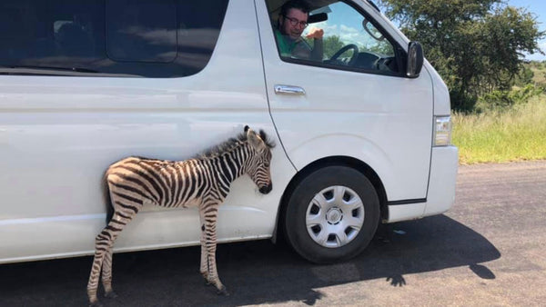 This tiny zebra foal just wants his mum