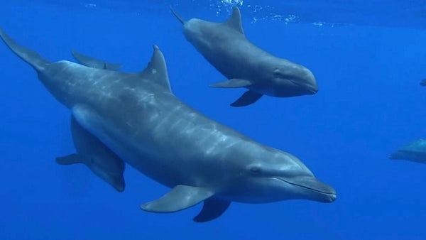 This wild dolphin adopted an orphaned whale calf