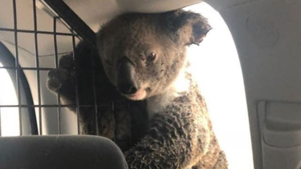 This burnt koala protected her joey in a police car