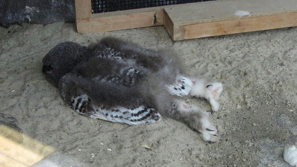 Why baby owls actually sleep like this