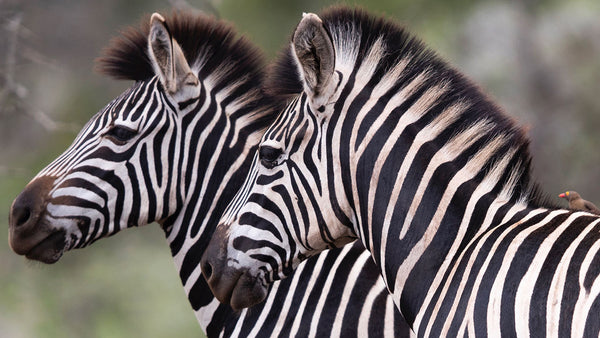 The reason Zebras have stripes