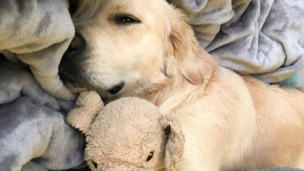 Why this retriever is besotted with his mini-me