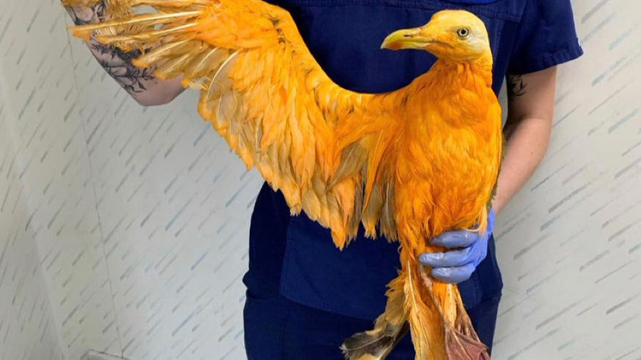 This bird discovered the dangers of curry in a hurry