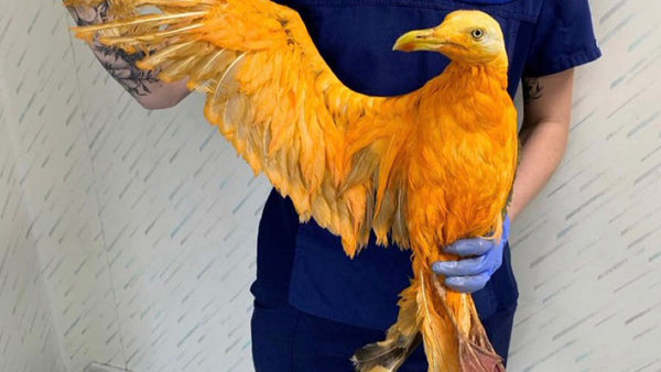 This bird discovered the dangers of curry in a hurry
