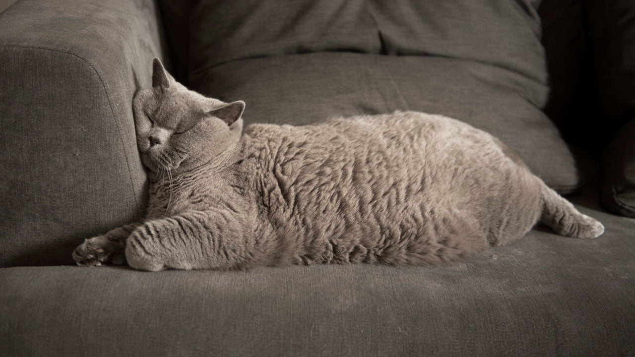 This cat needed fluids after mating marathon