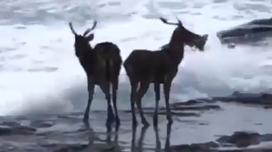 Why these two bucks needed saving