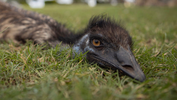 The reason this emu swapped the wildlife for farmlife is so pure