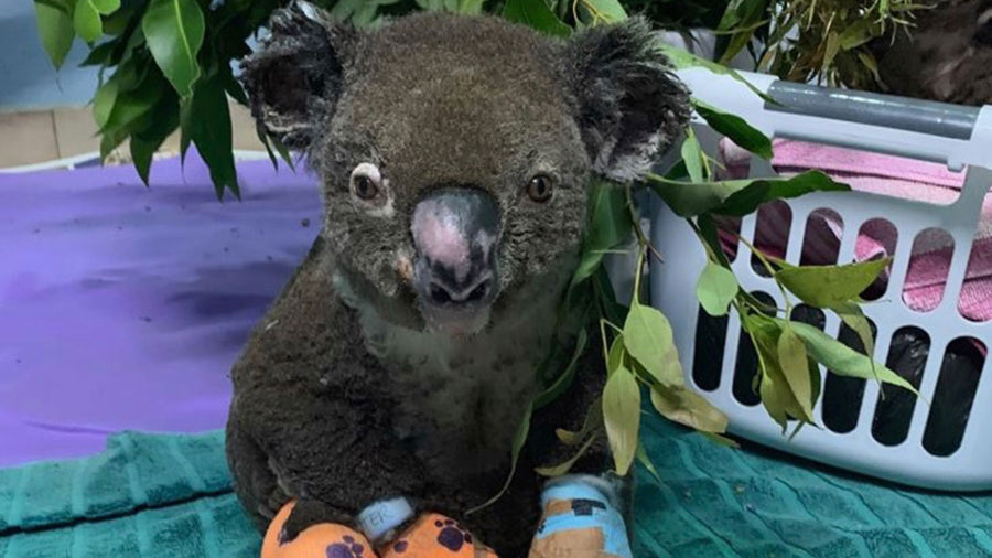 Look at Peter the koala now