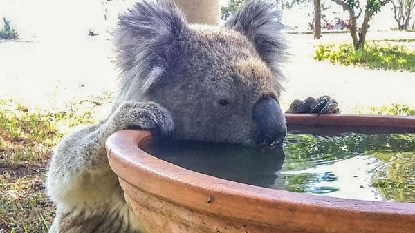 Want to help save the koala from extinction? Buy them a drink.