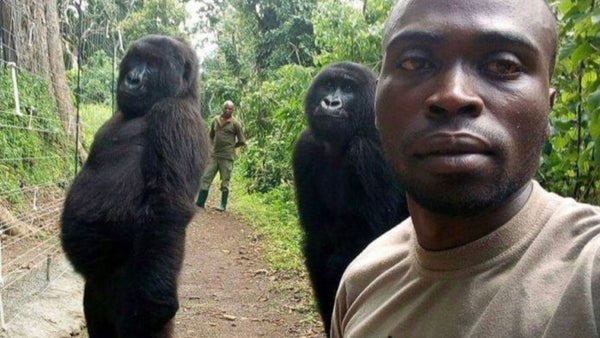 That extraordinary gorilla selfie explained