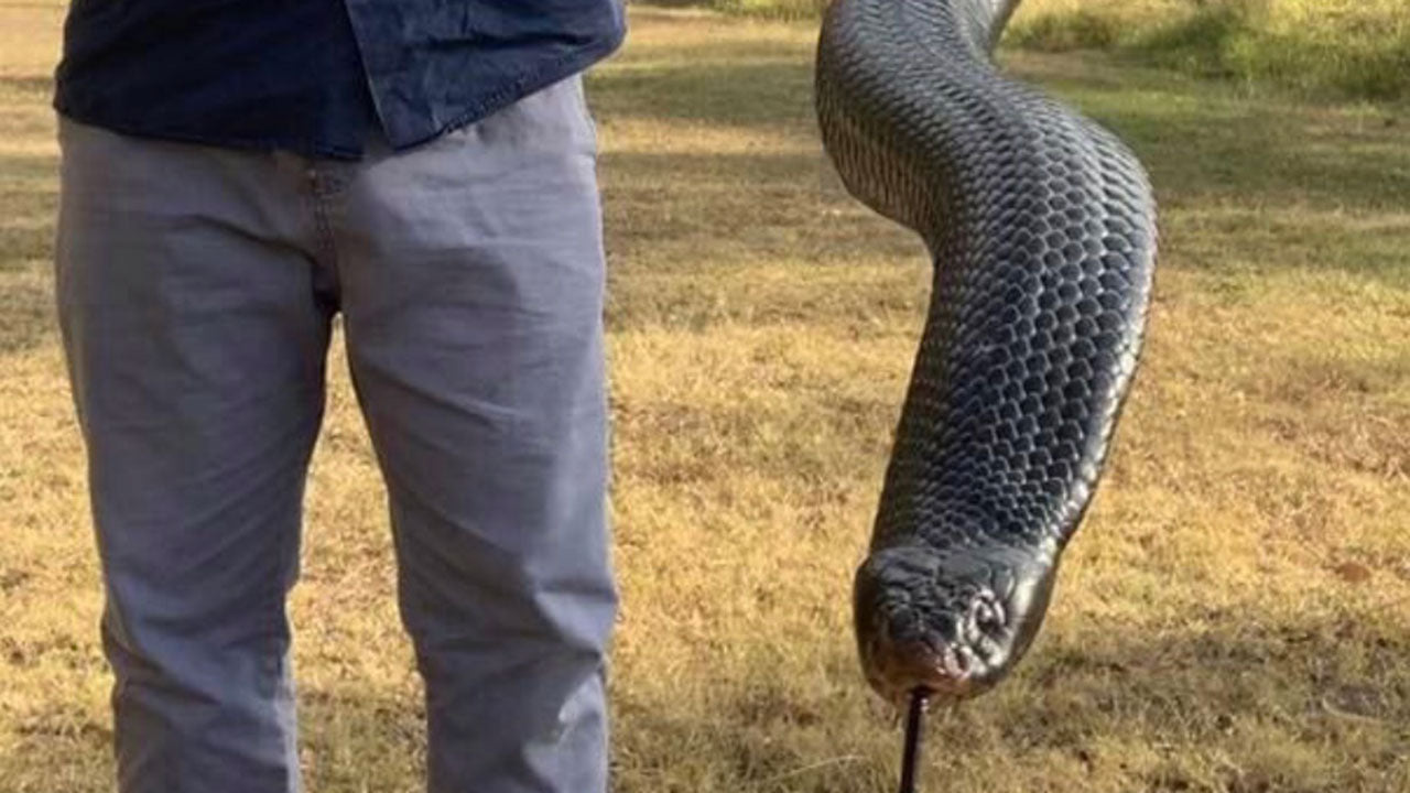 The tip that might save your pet from “Chonk”