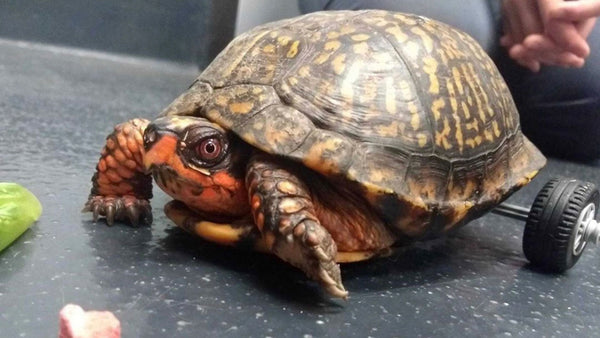 A very creative use for lego has saved this turtle’s life