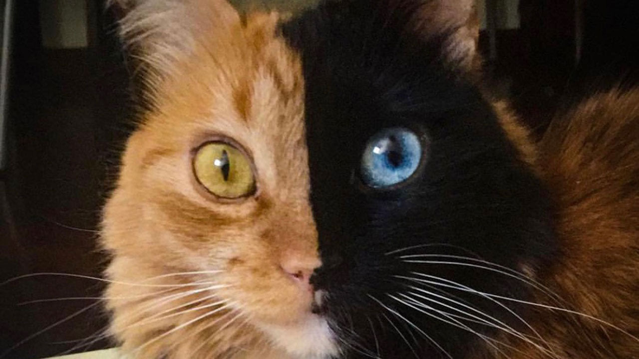 Thanks to a genetic quirk, this cat has two faces