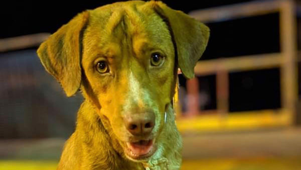 This dog’s rescue 200km off the coast is extraordinary