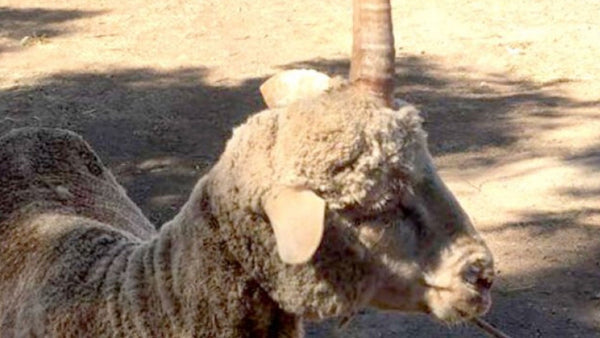 Joey the ram proves that unicorns really do exist