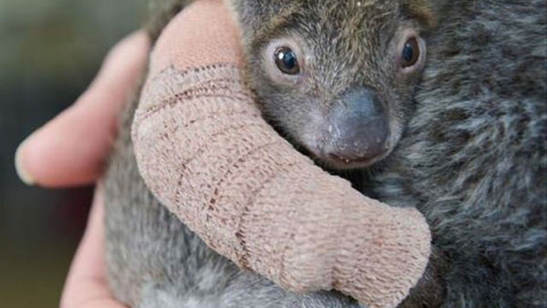 This tiny koala’s cast is bigger than she is