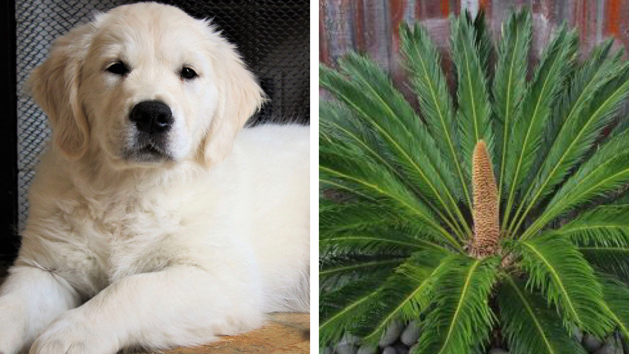 Sago it ain't so! This popular plant is actually toxic...