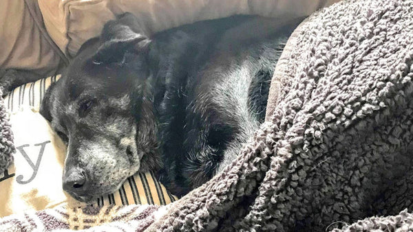 This 20 year old Labrador refused to leave her owner’s side