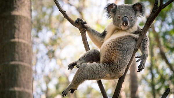 The world’s sexiest koala is here