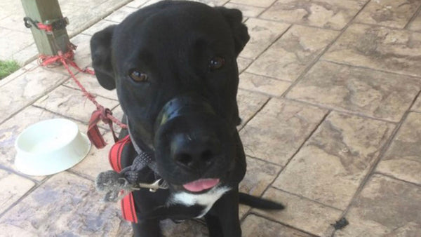 In today’s Queensland heat, someone taped this dog’s mouth shut