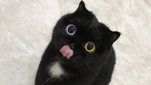 Why this cat’s unique face has the world captivated