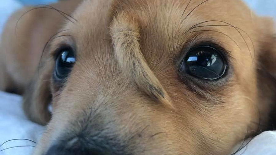 This unicorn puppy was just found wandering the streets