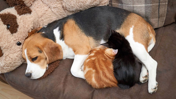 This beagle gave two tiny kittens an unexpected gift