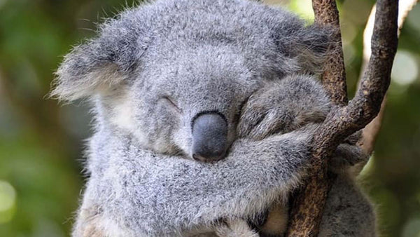 How we can all save wildlife from disaster