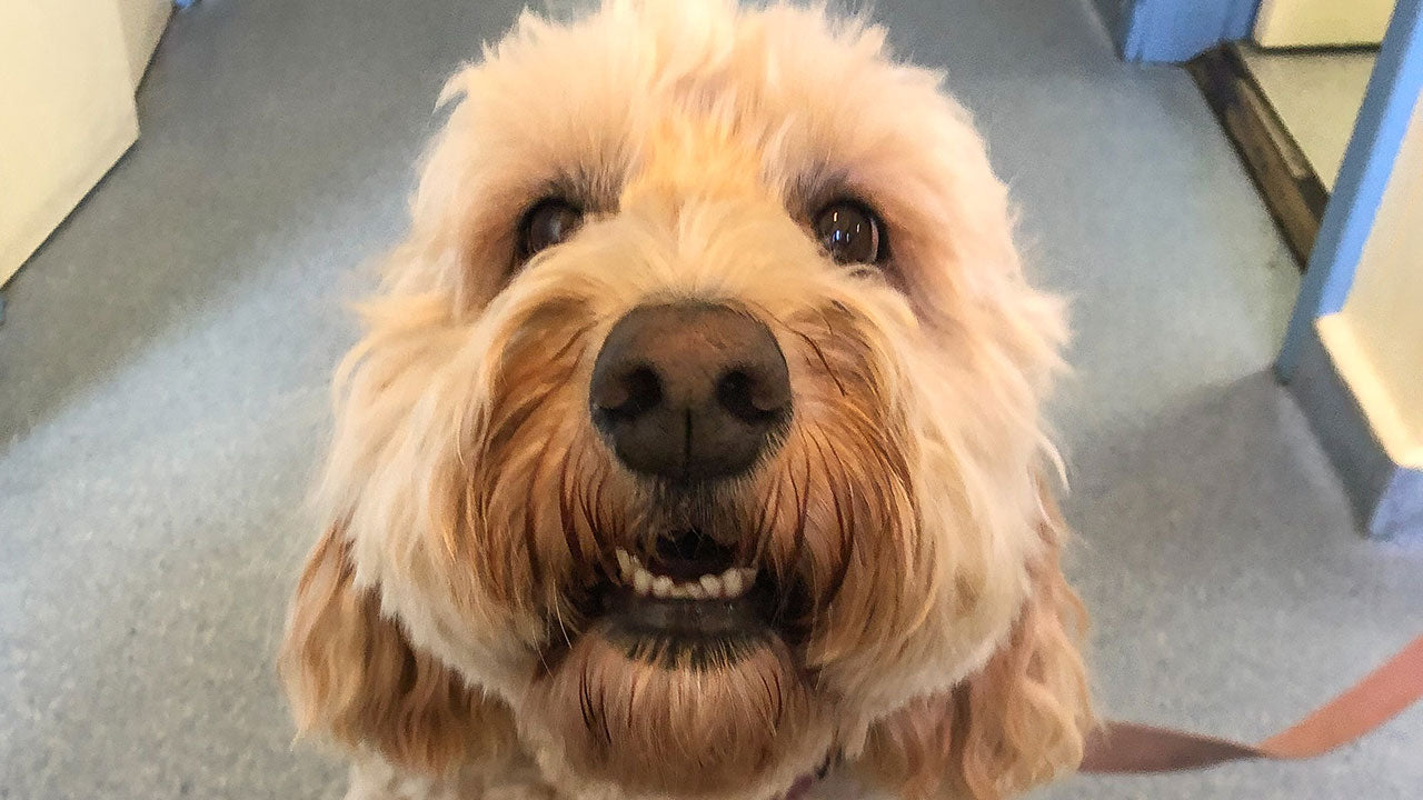 Finally some good (pet related) Coronavirus news