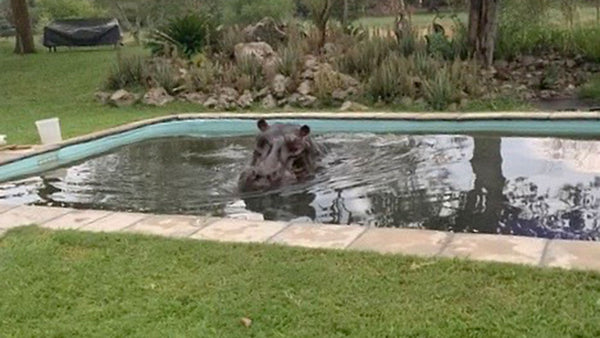 This hippo chose the wrong waterhole for a swim